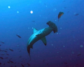 Hammerhead fish 